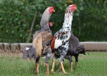 35 hinh ga da oai phong 2