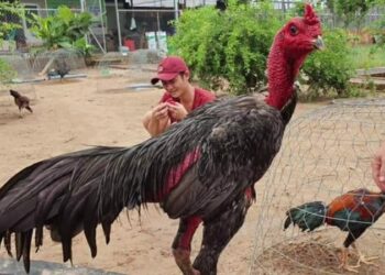 35 hinh ga da oai phong 36