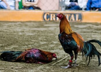 Cách chọn gà đá hay không phải ai cũng biết 9 cach lam cua sat 4