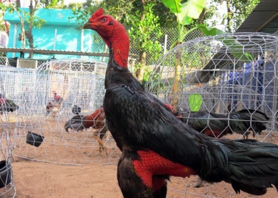 Chăm sóc gà hợp lý cũng giúp cơ bắp chúng khoẻ hơn