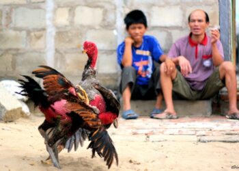 Cách nuôi gà đá mau lên ký nhanh nhất ít sư kê biết 7 da ga khmer 3