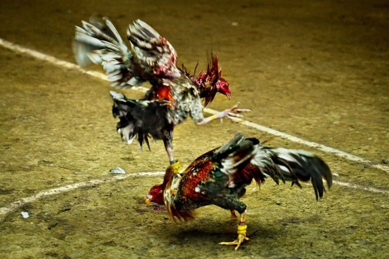 Những thông tin chung về loại hình đá gà tre