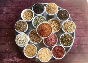 Công thức trộn ngũ cốc cho gà đá gồm những gì? 8 ngu coc cho ga da 1