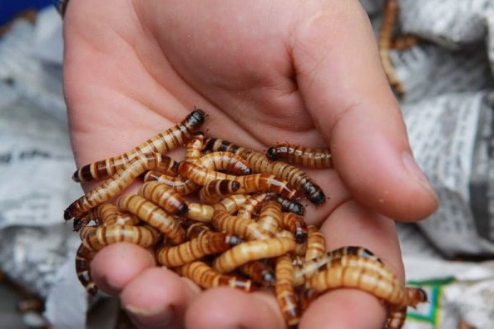 Sâu superworm giúp kích thích độ hưng phấn và kích thích quá trình thay lông cho gà