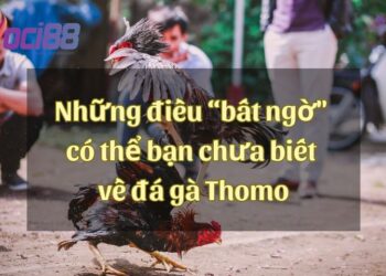 Đá gà Thomo là gì? Những điều “bất ngờ" có thể bạn chưa biết về đá gà Thomo