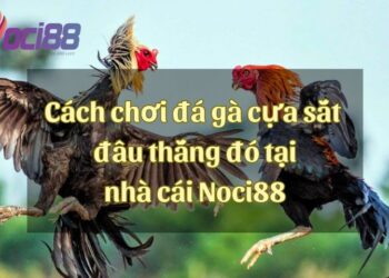 Cách chơi đá gà cựa sắt hôm nay đặt đâu thắng đó tại nhà cái Noci88