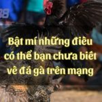 Bật mí những điều có thể bạn chưa biết về đá gà trên mạng