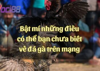 Bật mí những điều có thể bạn chưa biết về đá gà trên mạng