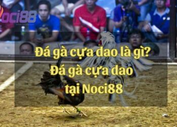 Đá gà cựa dao là gì? Đá gà cựa dao trực tiếp tại sảnh chơi Noci88
